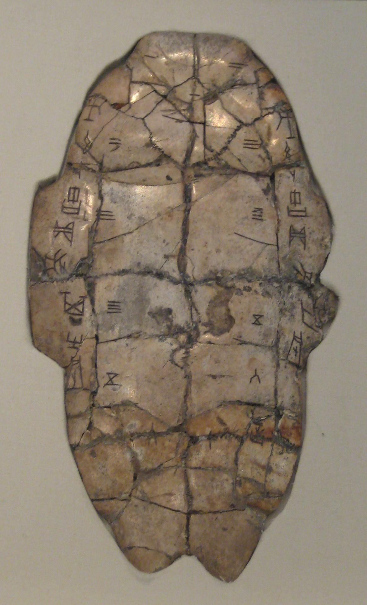 Shang dynasty tortoise plastron carved with rows of early Chinese oracle-bone characters