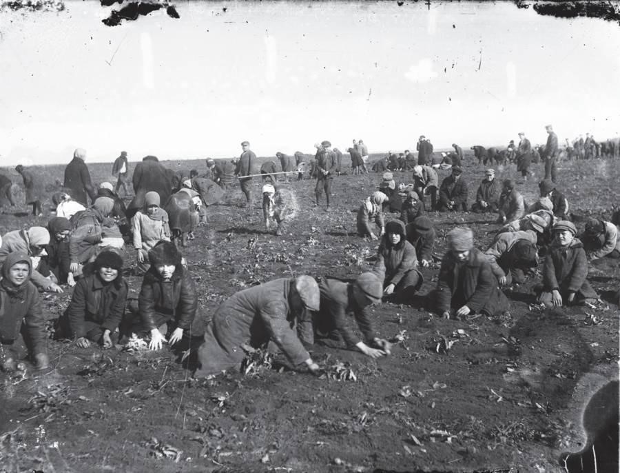 Ukrainians searching for spikelet of crops.