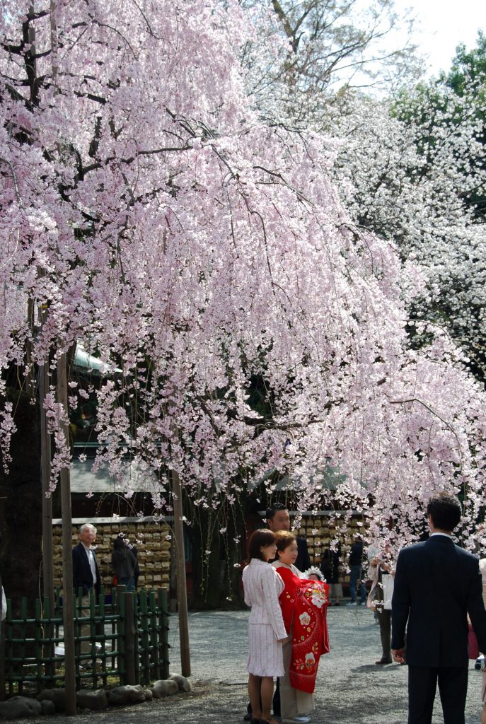 Hatsu Miyamairi Japanese Tradition