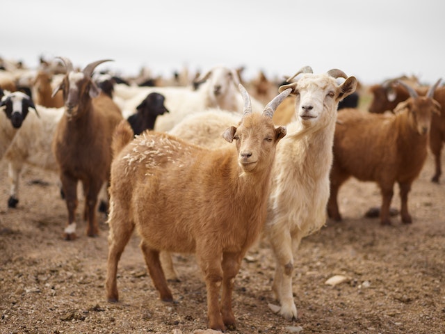 A herd of sheep and goats (Why Mongols love their animals)