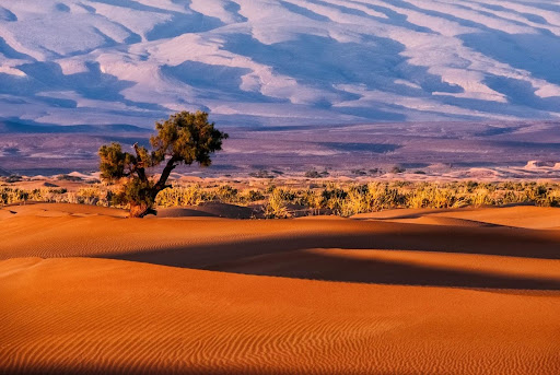 Sahara desert Transforms Itself Into A Vegetative State After Every 20,000 Years